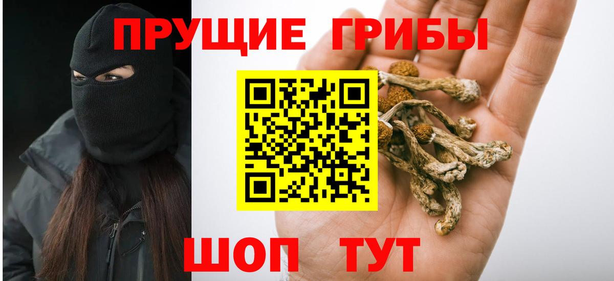 Псилоцибиновые грибы Psilocybe Черкесск
